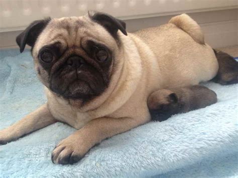 pug on sale|free pug puppies for sale.